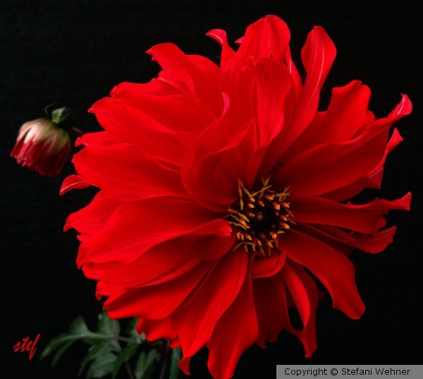 red Dahlia