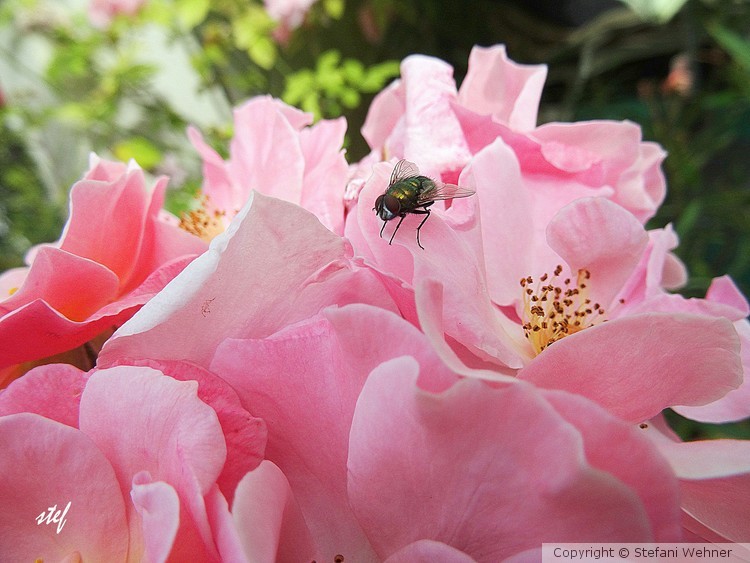 petals walk