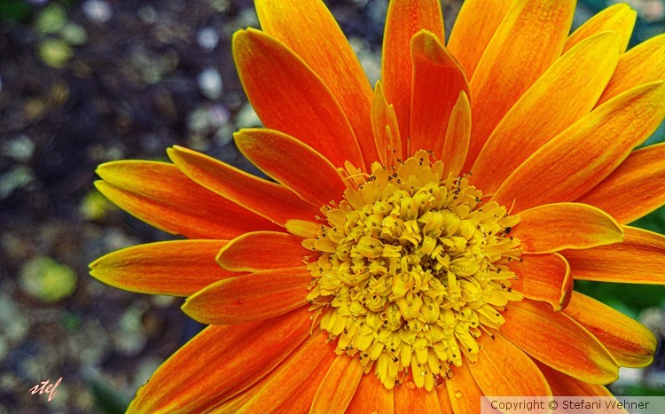 orange suncatcher