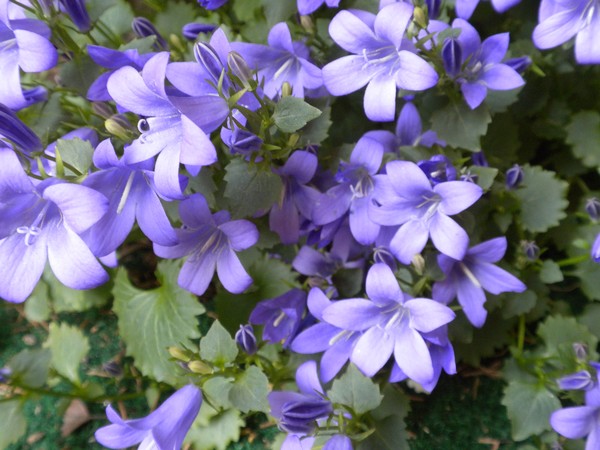 lovely plenty