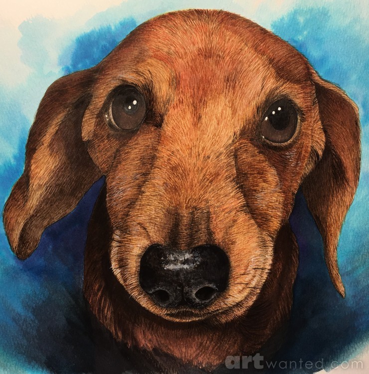 Portrait of Basil the weenie dog