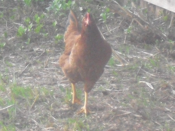 Chicken