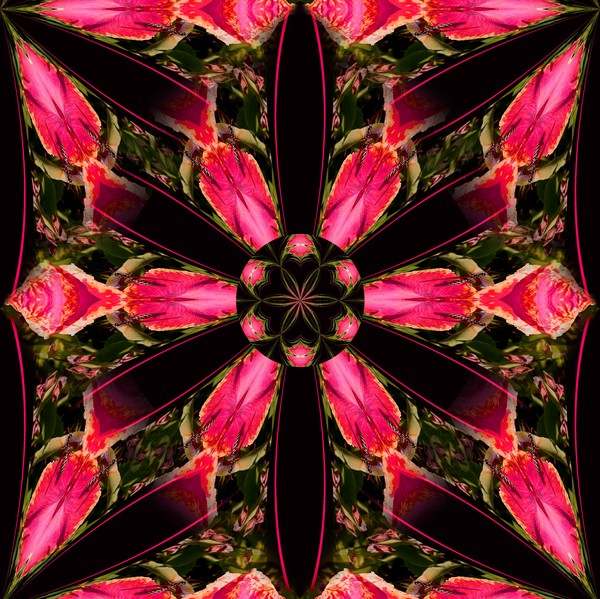 DESIGN 117 - Floral Fury