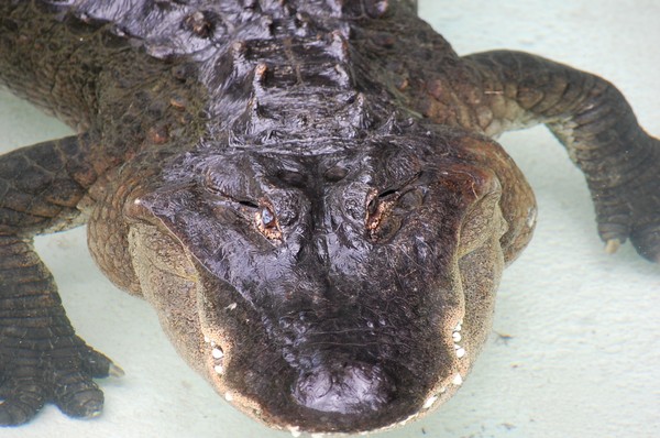 Grinning Gator