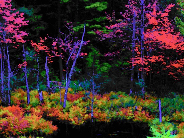 Weird Forest