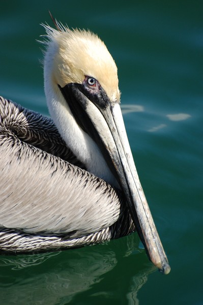 Pelican on calm seas