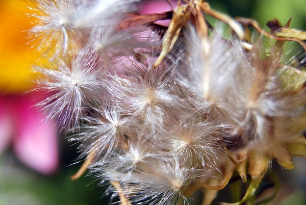 Nikon_07122009_4101