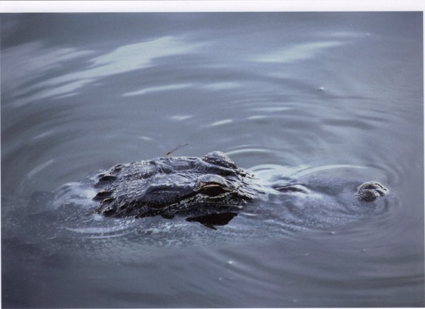Dragonfly Gator