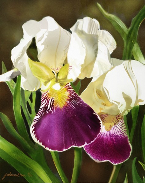 Purple and White Iris
