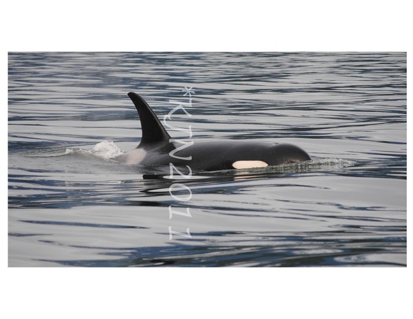 Orca