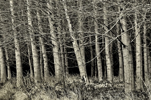Cottonwoods in Black
