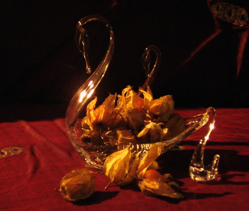Glass Swans and Physilis