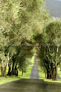 Road to Napa, Ca.