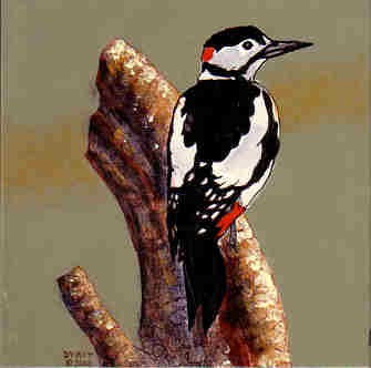 Woodpecker