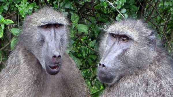 Baboon001 copy