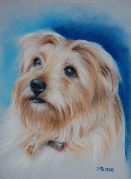 Ernie - pastel on velour