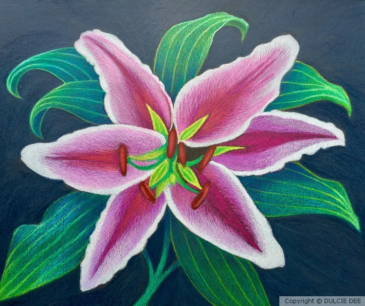 TIGER LILY