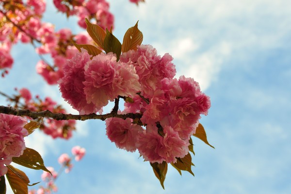 Cherry tree blossoms