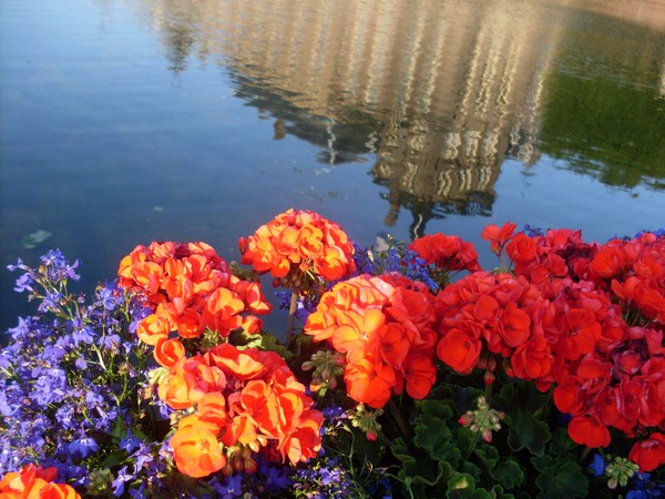 Reflective...beauty! 