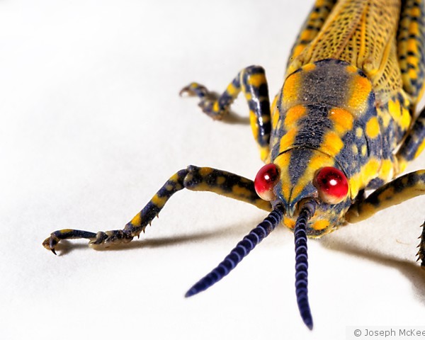 Red Eyed Grasshopper