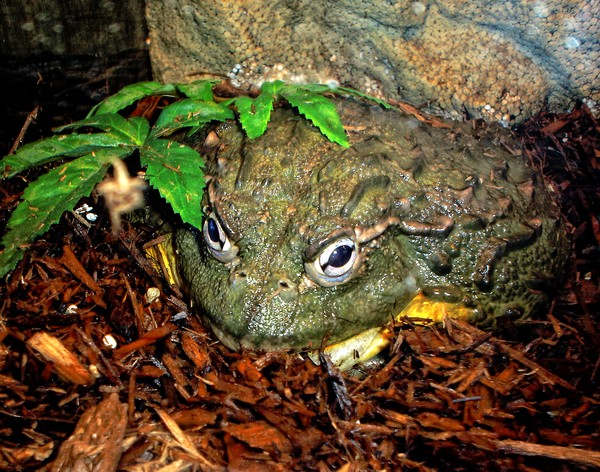 Big @$$ Toad