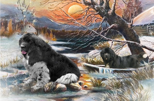 Newfoundlands A Winter Scene