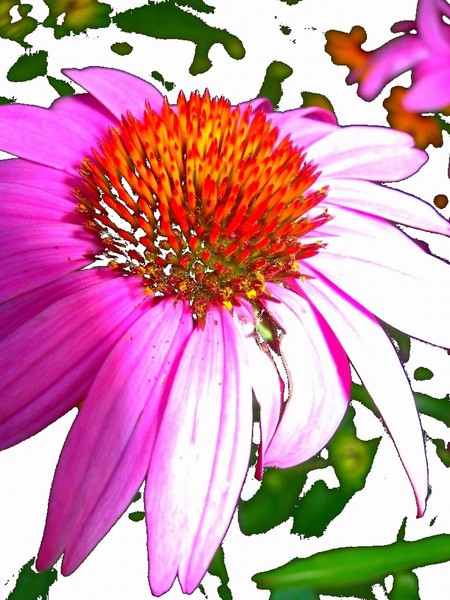 FLOWER 23