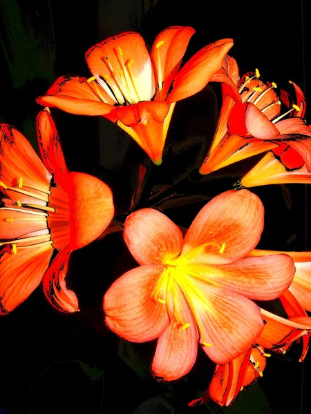 floral 6019