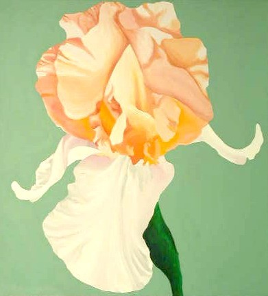 Peach Iris