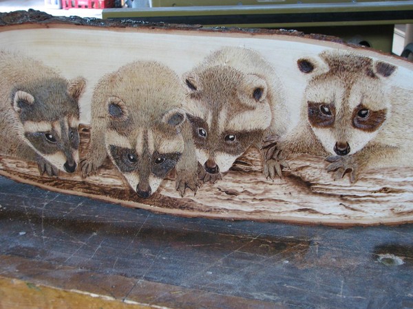 Raccoons