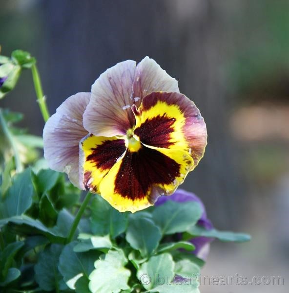 Pansy Flower