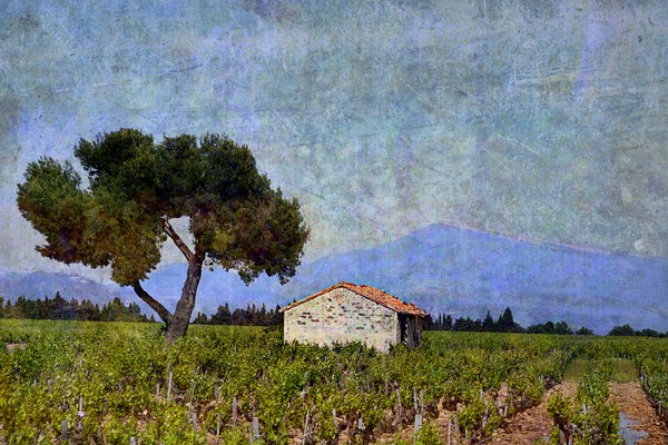 Tree in Vineyard