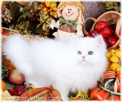 Cozy Kittens & Sue Johnson - www.cozykittens.com