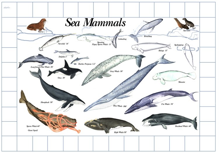 Whales and other marine mammals