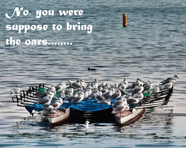 Where are the oars?