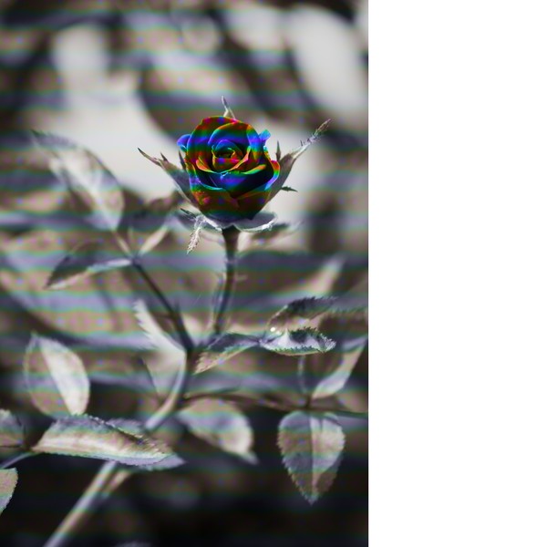 rose