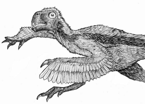 Feathered Lizard