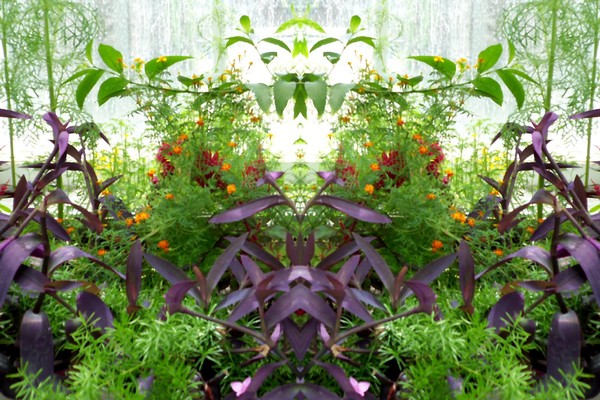 In The Westmount Park Green House