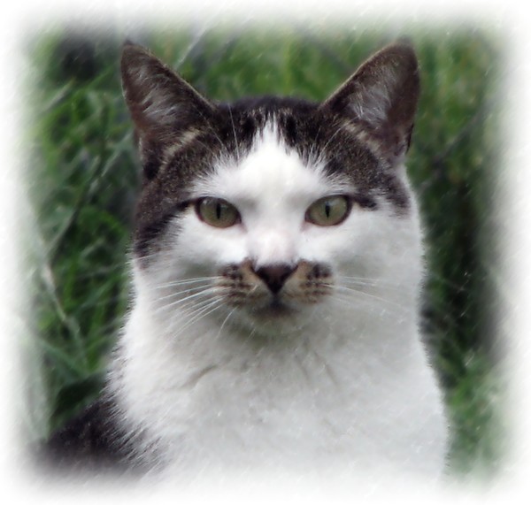 Groucho the Cat
