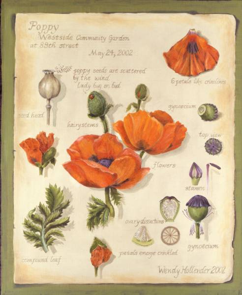 Poppy