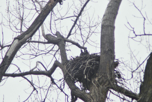 Great Horned Owl
