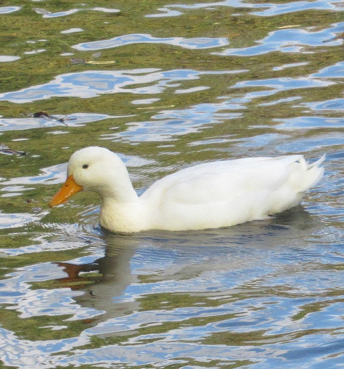 WHITE DUCK