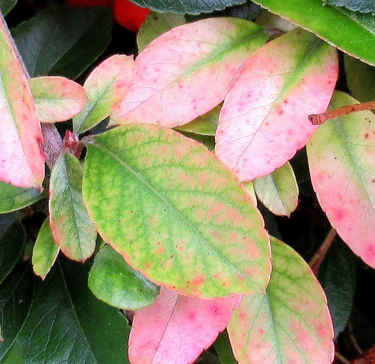 AUTOMNAL COLOR CONTRAST