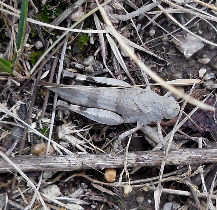 CAMOUFLAGE