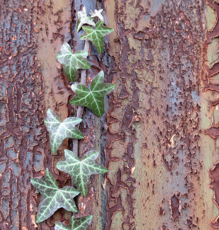 NATURE IS THE WINNER