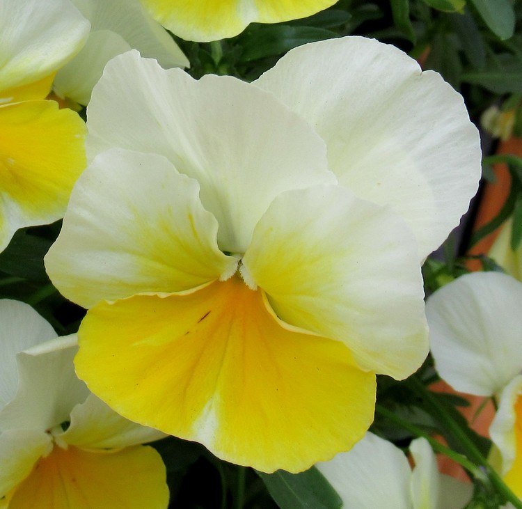 SUNNY PANSY