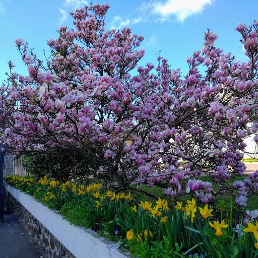 MAGNOLIA IN BLOSSOM