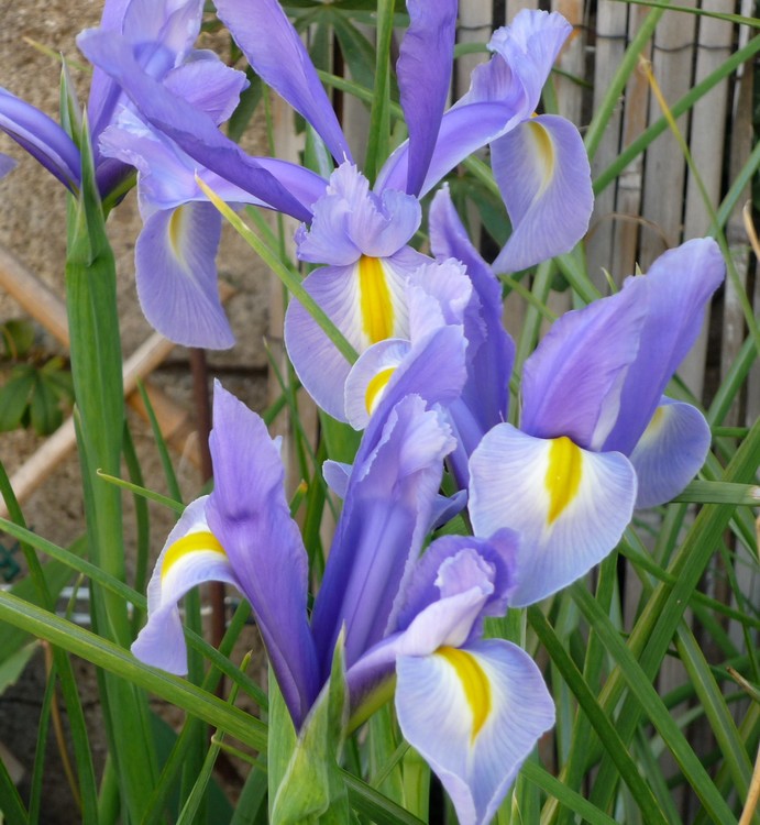 PALE BLUE IRISES