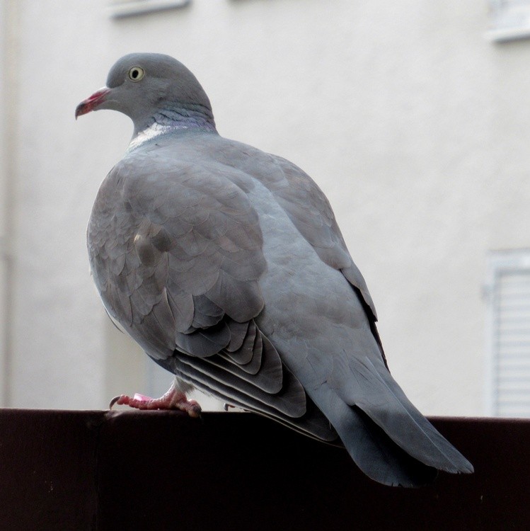 VISITOR ON MY BALCONY