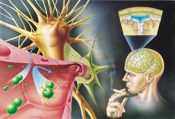 Nicotine vaccine